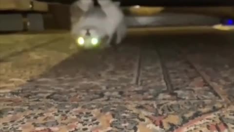 Funny cat | cat in action | cats | copy cat