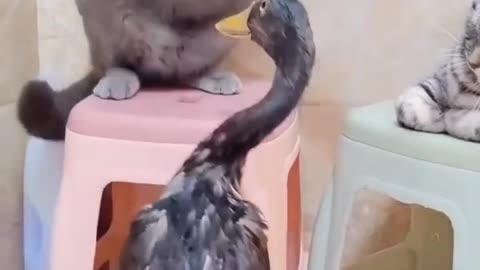 Crazy cat🐈