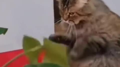 Funny cats with dog and birds | dogs | birds | cats and dog