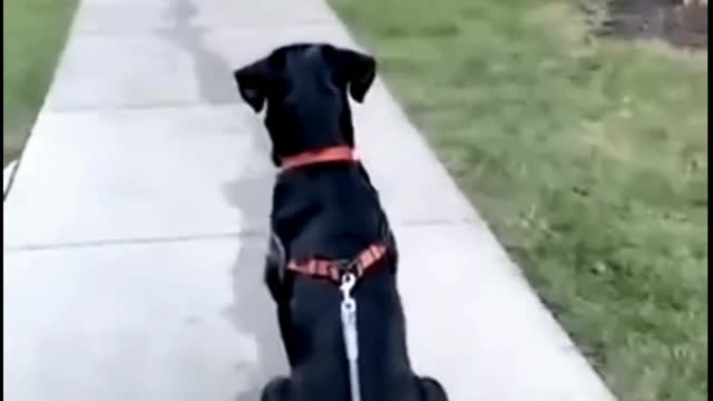 Fuuny clip