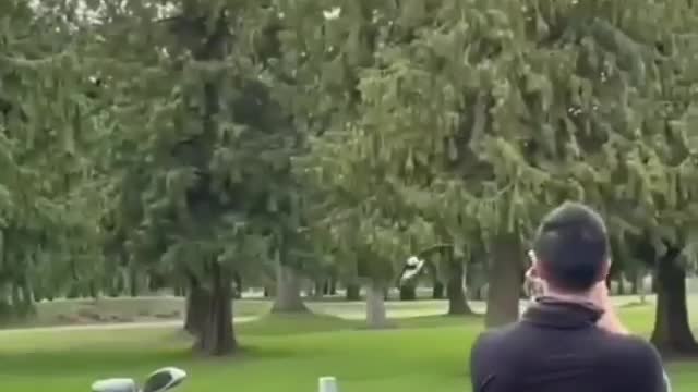 Bald eagle chases down and kills a seagull on a golf course