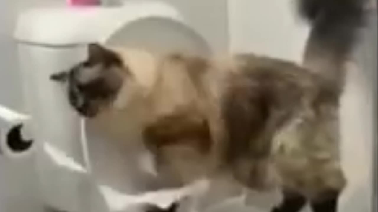 Funny 😺😺 cats video 😂😂