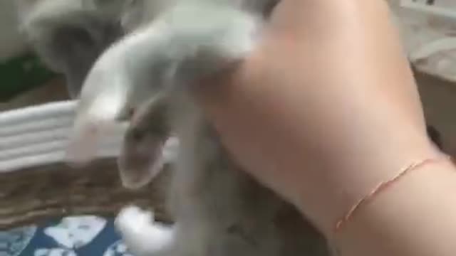 These cute little guys add happiness to my life