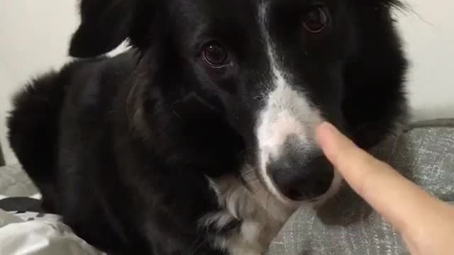 Dog has a funny reaction when told off