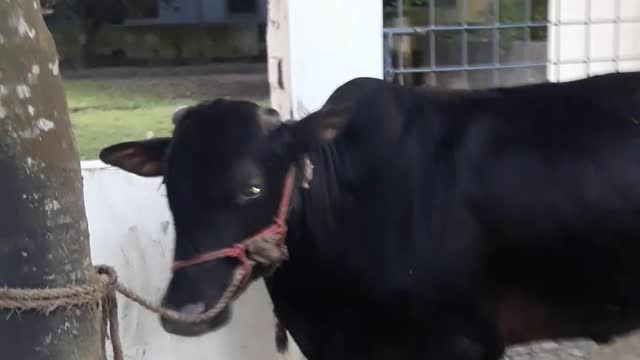 Cow video