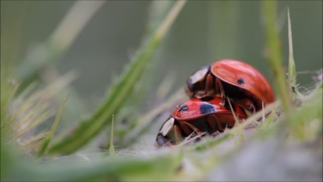 Having sex with beetles