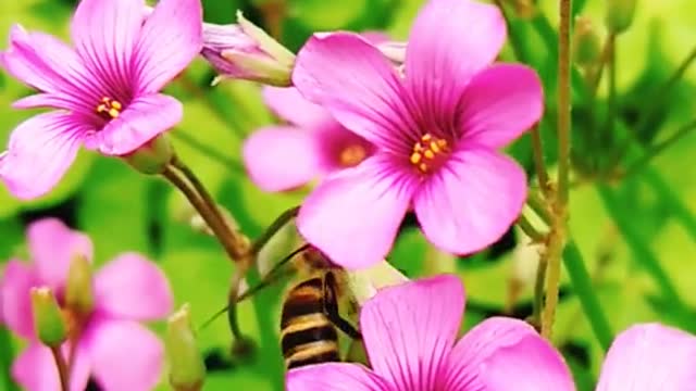 bees collecting honey