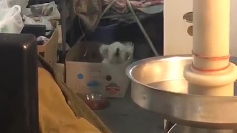 DOG IS DANCING LIKE A ROCKSTAR🐕️🤟