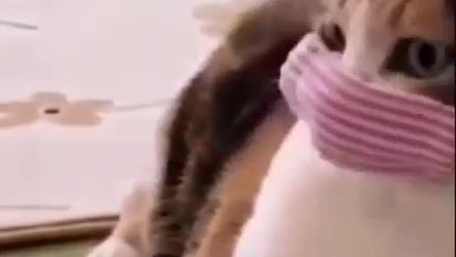 Cute cat and funnyy