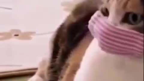 Cute cat and funnyy