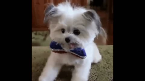 Cute dog gif video