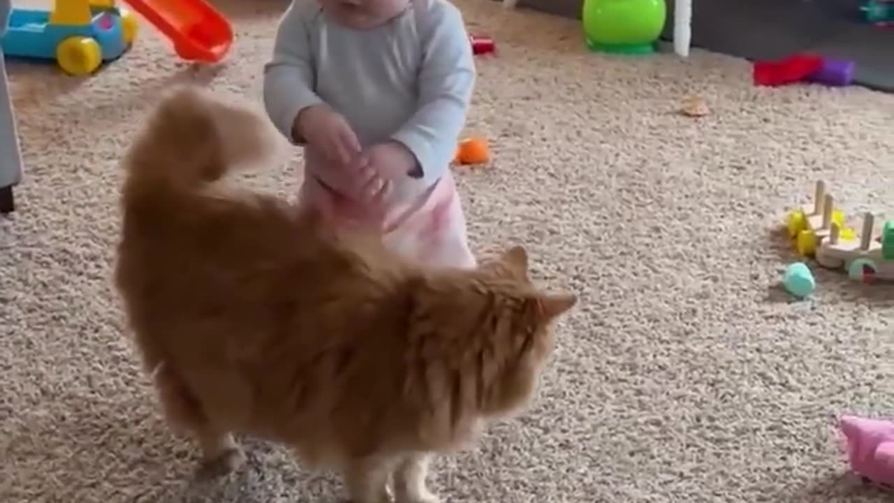 Adorable Fluffy Cat Helps Baby Take First Steps!!