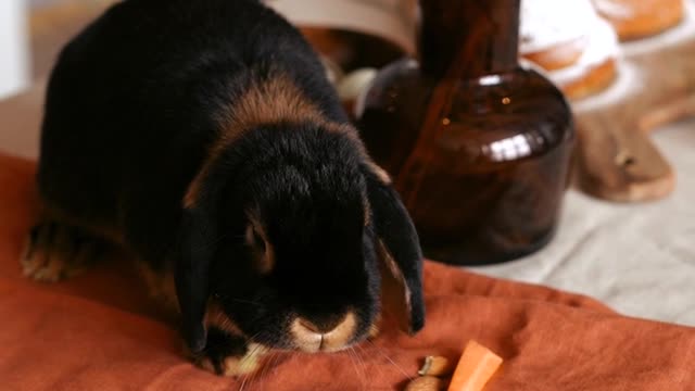 Bunny takes a shower [ORIGINAL VIDEO]