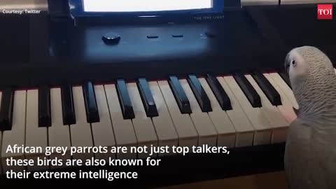 African grey parrot plays tune on piano...Amazing!