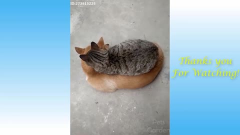 Funny & Cute Animals: Cute Pets And Funny Animals Compilation#6