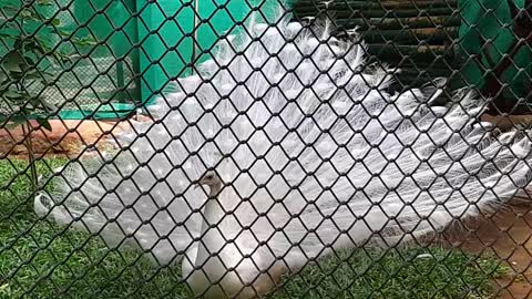 White peacock