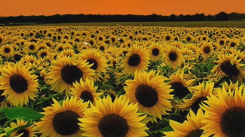 Sunflower Beautiful place