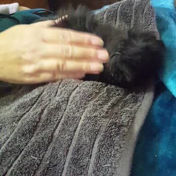 Tiny rescued kitten gets blow dried after bath