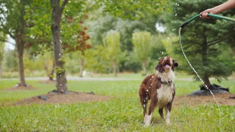 This is why border collies are just lovely!