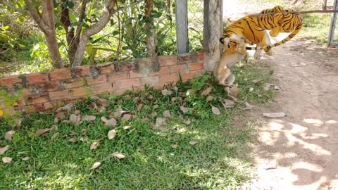 Nice funy dog scare of fake tiger