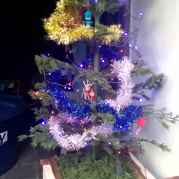 Christmas tree here at home