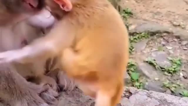 The cute little monkey playing with her mother.. monkey enjoying the food