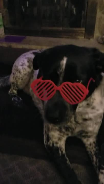 Full energetic life, have a Husky dog - Funny husky dogs will make your day Better than yesterday!