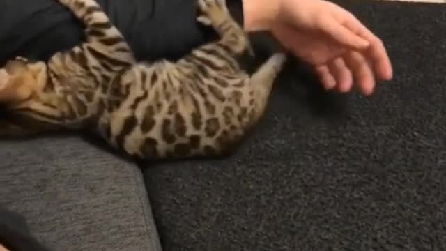 Very cute cat