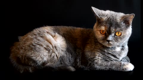 Cute playful cat with big Eyes