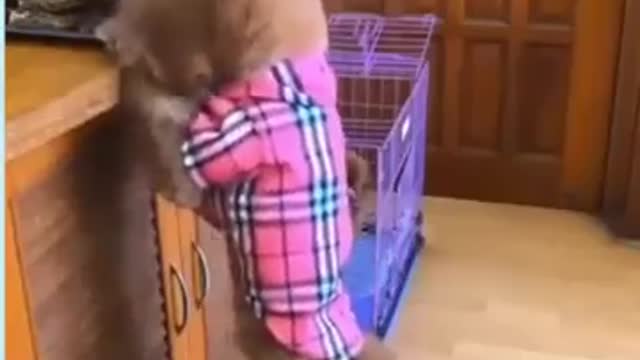 Cute_Puppy_#2_-_#Shorts(360p).mp4