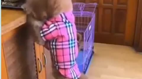 Cute_Puppy_#2_-_#Shorts(360p).mp4