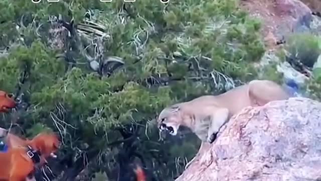 Watch Dangerous animals on this planet
