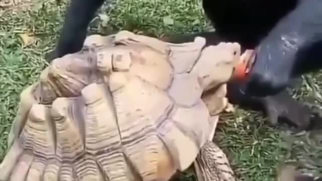 Chimpanzee Sharing Fruit with Tortoise