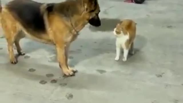 😹😹this dog disappoint me he is so coward from a cat 😹😹