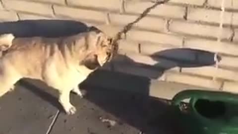 This dog is so thirsty that he has no idea where the water is flowing.