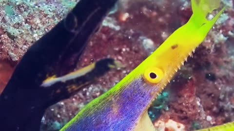 Moray Eels Hanging Out