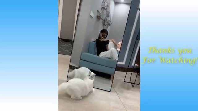 Funny cat mirror reaction 😸😸😸😸