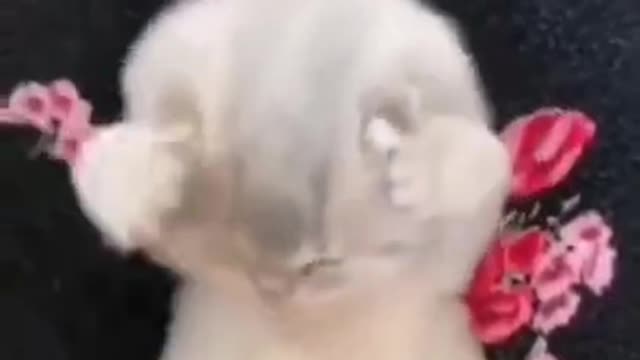 Funny cat dance