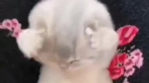 Funny cat dance