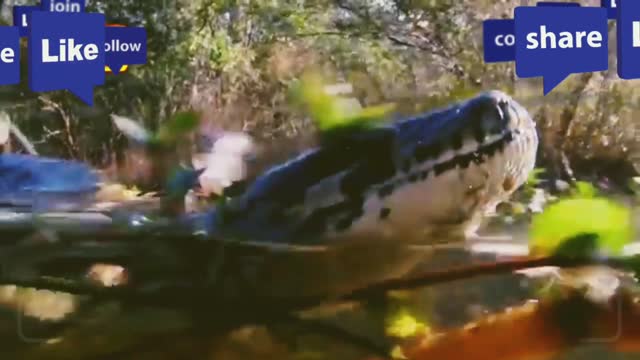Alligator! Vs python! Tha! Animal! Channel_tha_epic_bettle--animal channel