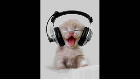 Kitty gif video listening to music