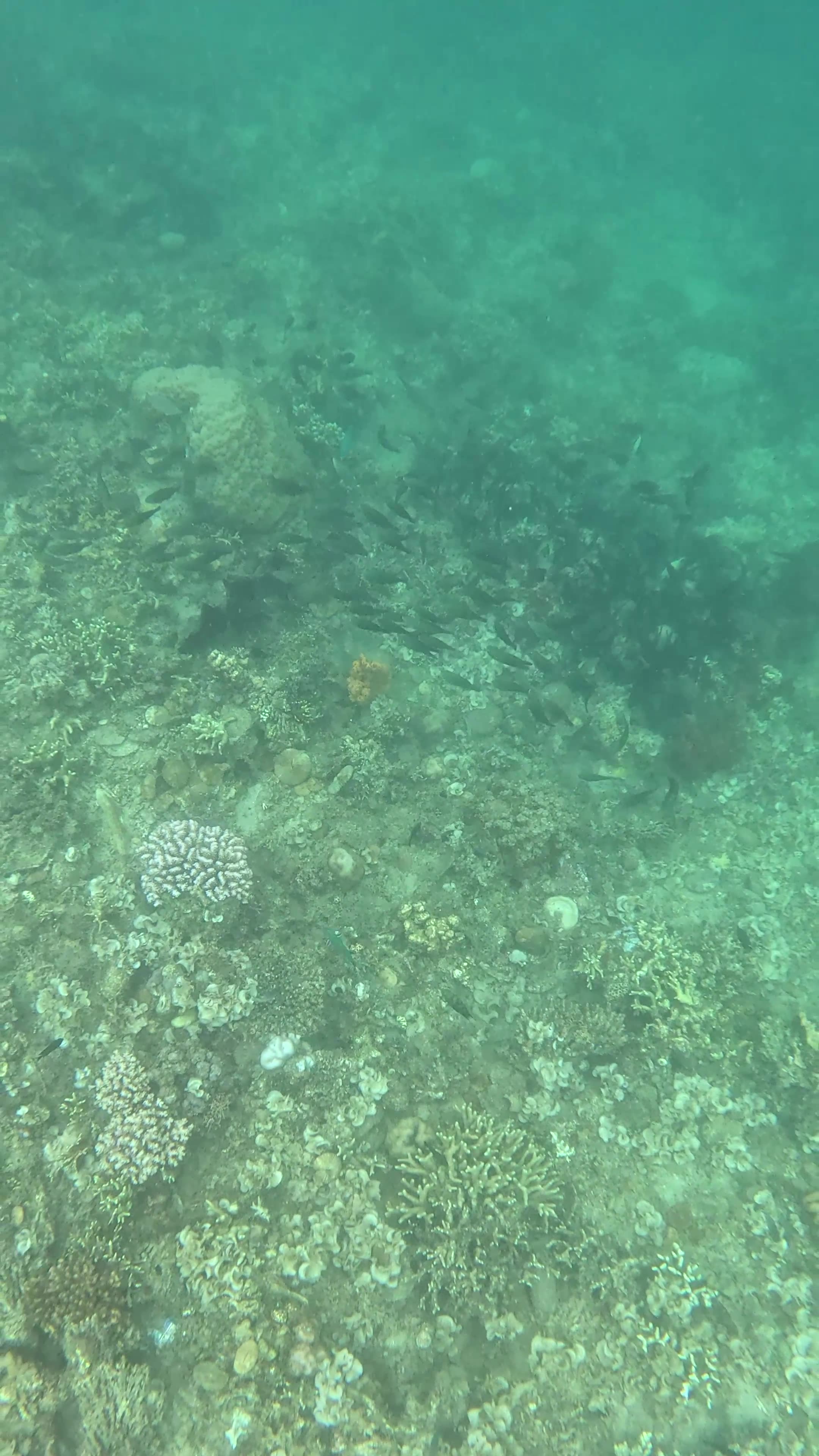 A Snorkeling Adventure Awaits! Cool School of Fish Swimming Around