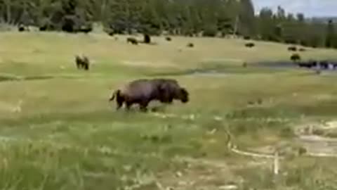 Mulher finge-se de morta para evitar ataque de bisonte em Parque Natural