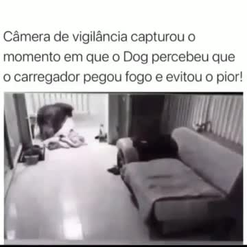 surveillance camera captured the moment when the dog realized that the charger caught fire