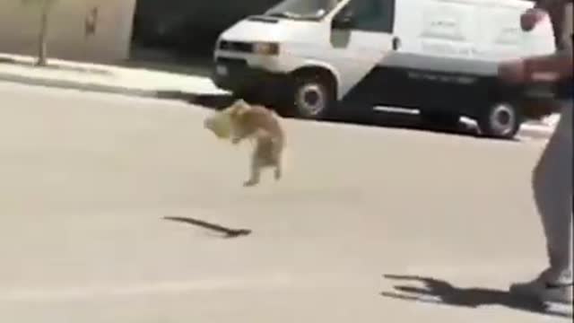 Funny animals try not to laugh 😂😂