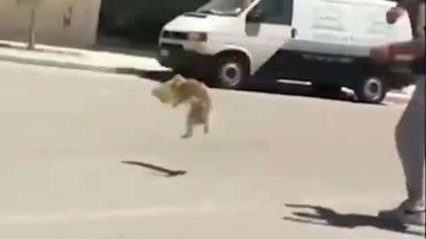 Funny animals try not to laugh 😂😂