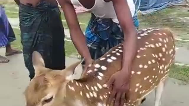 Deer Lucky Escape from Lion - Best Video of All Time