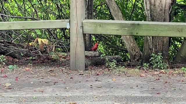 Cardinal hiding?