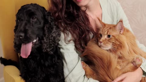 Dog and engry cat silent video