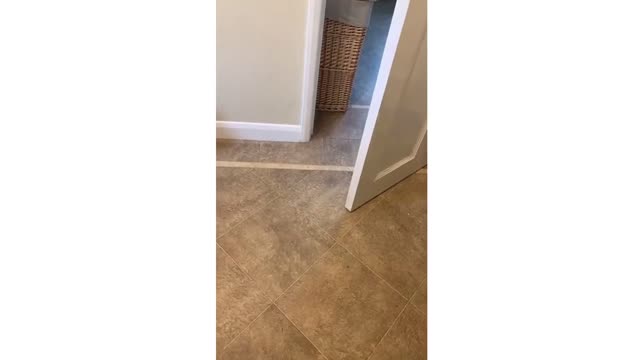 Funny animal videos... Can't stop laughing🤣